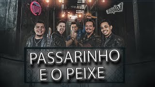 Grupo Tradição - PASSARINHO E O PEIXE (Pocket DVD)