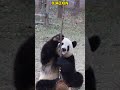 看着小馨抱着根树枝就知道它又搞破坏了 pandacub cute pandachina animals giantpanda funny cutepanda zoo パンダちゃん