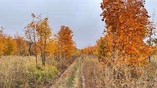 Потеряшки в Верхних Елгушах