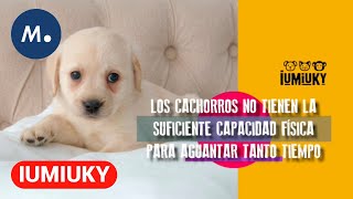 IUMIUKY: Qué plantas son tóxicas para nuestro perro y qué hacer si se las comen | Mediaset