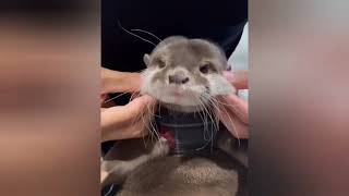 Otter Wu Chan is feeling warm after getting a face massage🥰❤|OtterLove|Cute Otter