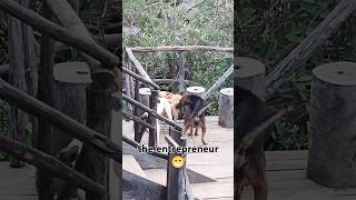 Doggy threesome in Nicaragua. She didn't say no😎 #rock #dog #sex #threesome #nature #animals