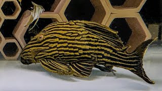 L27c Goldline Araguaia Royal Pleco !