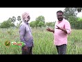 కలబంద సాగుతో నిత్యం ఆదాయం aloe vera farming bhoomiputhra telugu