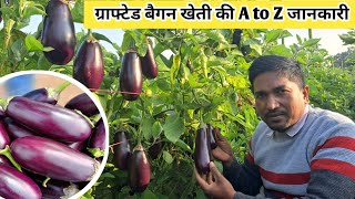 ग्राफ्टेड बैगन  की खेती | Grafted Brinjal Farming