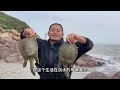 【阿向趕海】 兩隻老鱉打窩 驚現15斤重的美人魚 巨鰻青蟹張牙舞爪 抓到爆