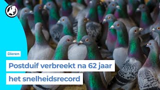 Duif Caballero sloopt record