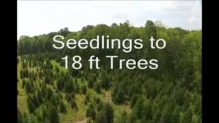 Reasons to Plant     Norway Spruce Trees