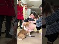 狗狗抗拒梳毛？没有服从性？上门训犬教你如何解决成都训犬 训犬师 狗狗梳毛 柯基 狗狗咬人