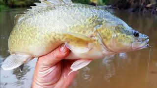 How to catch Murray cod on cheese