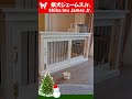 ショート 　merryxmas✨毎年恒例の家族旅行だワン！～shiba inu james by kyoto～ dog 嵐山の柴犬ジェームス