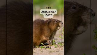 3 Muskrat Facts - 🎥 Exploring the Fascinating Muskrat  #nature #animalfacts #natureshorts