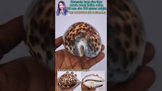 Extremely huge size tiger cowrie conch Indian ocean 120 mm size 220 grams weight.