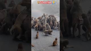 Monkey family ने attack कर दिया मेरे ऊपर 🙏#humanity #shortvideo #ytshorts #motivation #help#love #yt