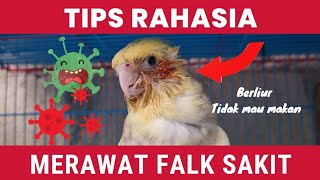 Tips Rahasia Merawat Burung Falk / Parkit australi yang sakit