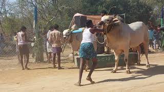 P.R.PALLI BANTUPALLI BALIREDDY BULLS IN KOTHAKOTA BULL RACE 2023