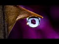 macro thorn with water droplet refracting a rose photo studio shot setup