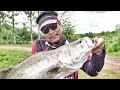 mustad testing barramundi fishing