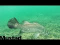 mustad testing barramundi fishing