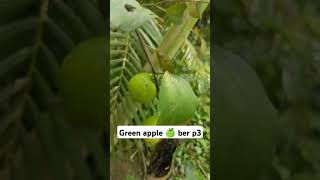 Green apple🍏ber fruit farming agriculture #beautiful #new #apple #ber #plants #shorts #videos #2024