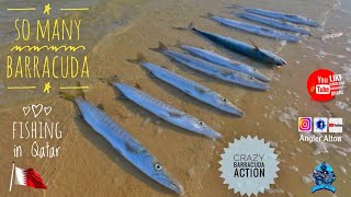 So Many Barracudas in Qatar  - Fishing in Qatar Inland Sea