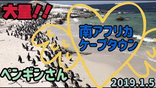 絶景!海岸にペンギンがいっぱい！南アフリカ/ケープタウン/海外女一人旅