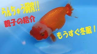 【金魚・らんちゅう】もうすぐ冬眠！本日秋晴れ！親子の紹介☆20’-16☆