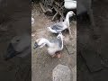 记录我的农村生活 黑天鹅 duck