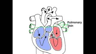 Pulmonary Vein