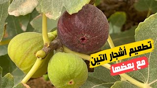 شاهد نتائج تطعيم التين الاصفر مع التين الاسود