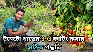 টমেটো গাছের 3g কাটিং করার সঠিক পদ্ধতি || rules for cutting tomato plants | tomato 3g cutting bangla