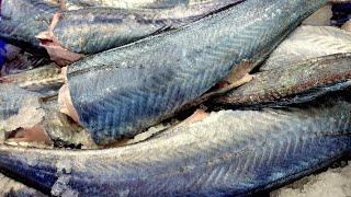 BLUE GRENADIER | How to fillet blue grenadier | FISH MARKET