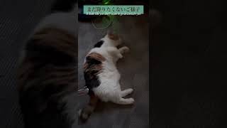 【三毛猫】もうちょっと甘えていたいミケ