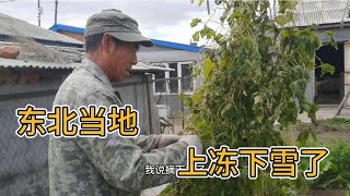 黑龙江当地下雪了，自家小菜园种的蔬菜没来得及摘下来全冻了