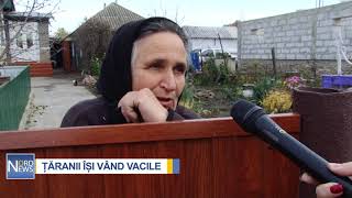 ȚĂRANII ÎȘI VÂND VACILE