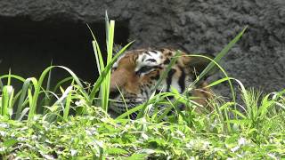 アムールトラ の『ローラ』 (浜松市動物園) 2018年7月1日