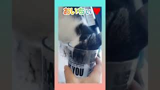 人間のようにコップで水を飲む子猫　#shorts #人間猫