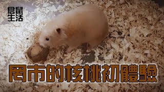 Hamster Life 倉鼠生活 20180106 罔市的第一次核桃初體驗 //黃金鼠