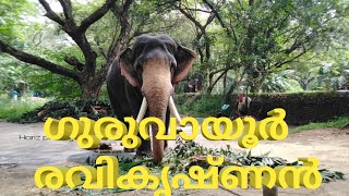 Guruvayour Ravi Krishnan|Most Beautiful Elephent Guruvayour Temple