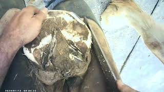 Farrier Day Trimming Draft horse Part 1 #satisfying #horse #farrierlife #hooves #asmr #asmrvideo