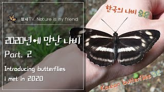 Butterfly│2020 Butterfly part.2│2020년에 만난 나비 part.2