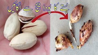 How To Grow Pistachio pista From Seed | Germination pistachio | Beauty with Gardening