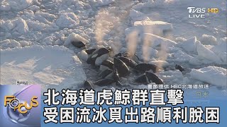 北海道虎鯨群直擊 受困流冰覓出路順利脫困｜FOCUS午間新聞 20240301 @tvbsfocus