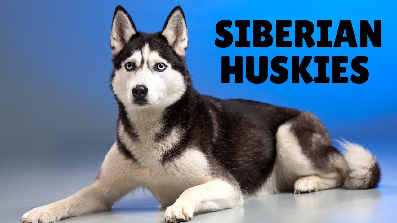 Top 25 Amazing Facts About Siberian Huskies - YouTube