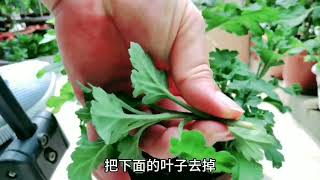 老花匠教你怎样扦插菊花， 一盆变多盆，简单实用