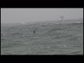 sub adult parasitic jaeger stercorarius parasiticus in flight coming out of cape cod bay