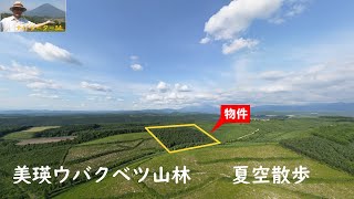 美瑛ウバクベツ山林