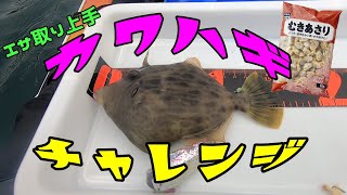 【肝パン！？】風を避けて短時間でカワハギ狙った結果がこちら【カヤックフィッシング】