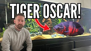 Huge Oscar Cichlid Added to Billy Donovan's 180 Gallon Aquarium