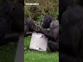 these chimps got a surprise christmas gift shorts